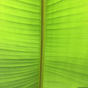 Banana-leaf-02