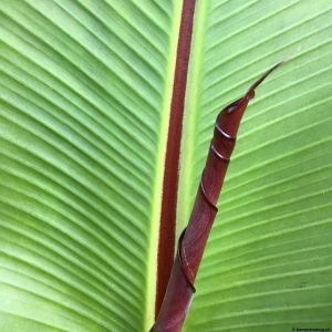 Banana-leaf-04