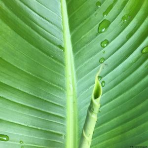 Banana-leaf-05