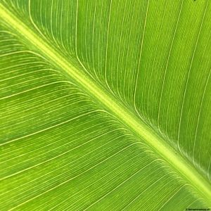 Banana-leaf-06