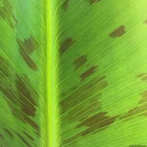 Banana-leaf-07