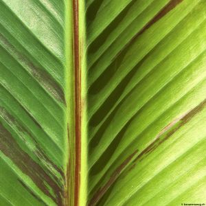 Banana-leaf-08