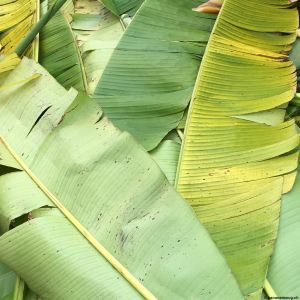 Banana-leaf-09