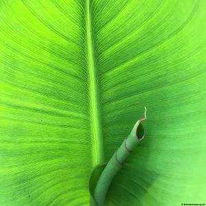 Banana-leaf-10