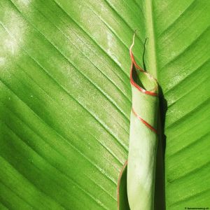 Banana-leaf-11